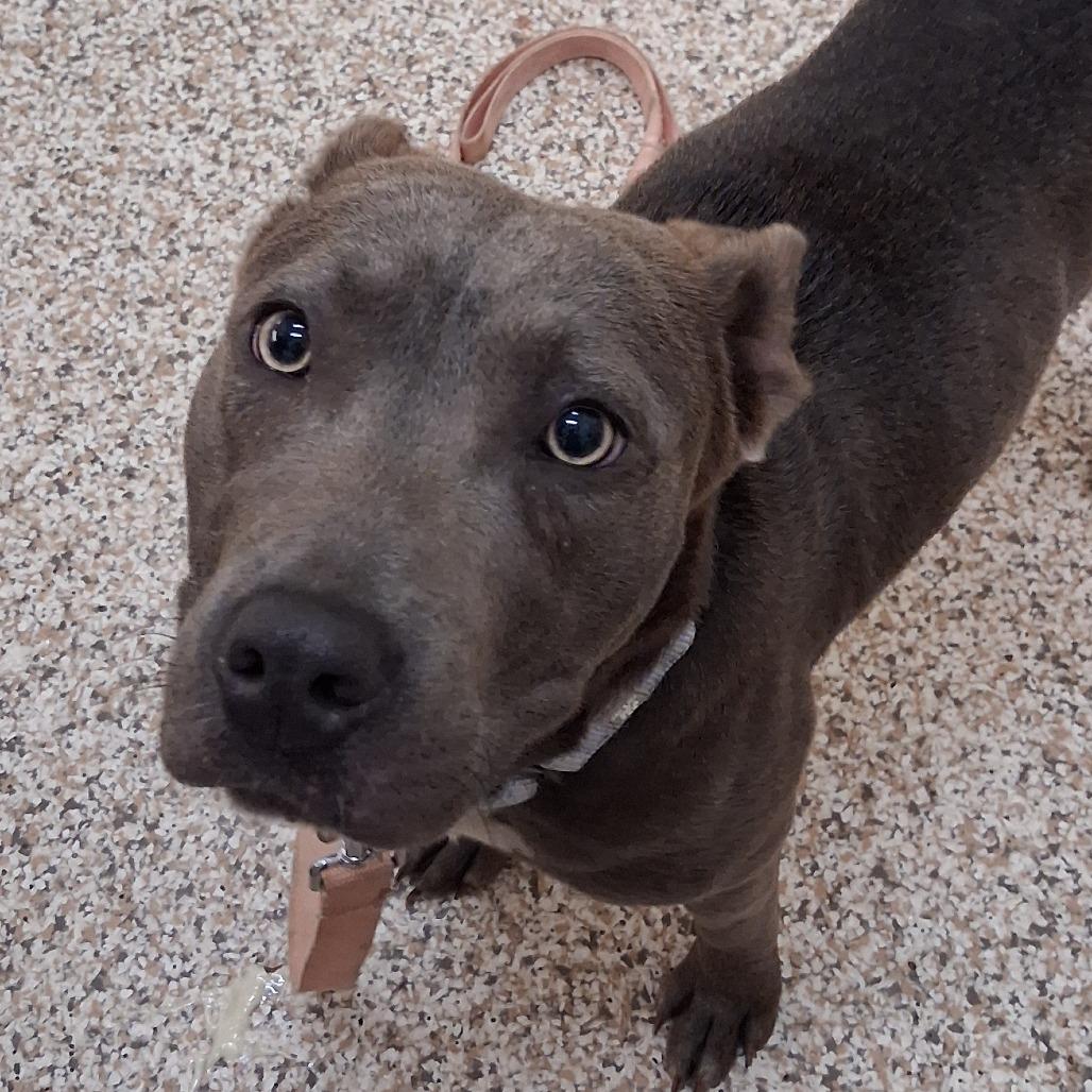 Enlarge Lola, a Adoptable Mixed Breed in Auburn, AL image 6/6