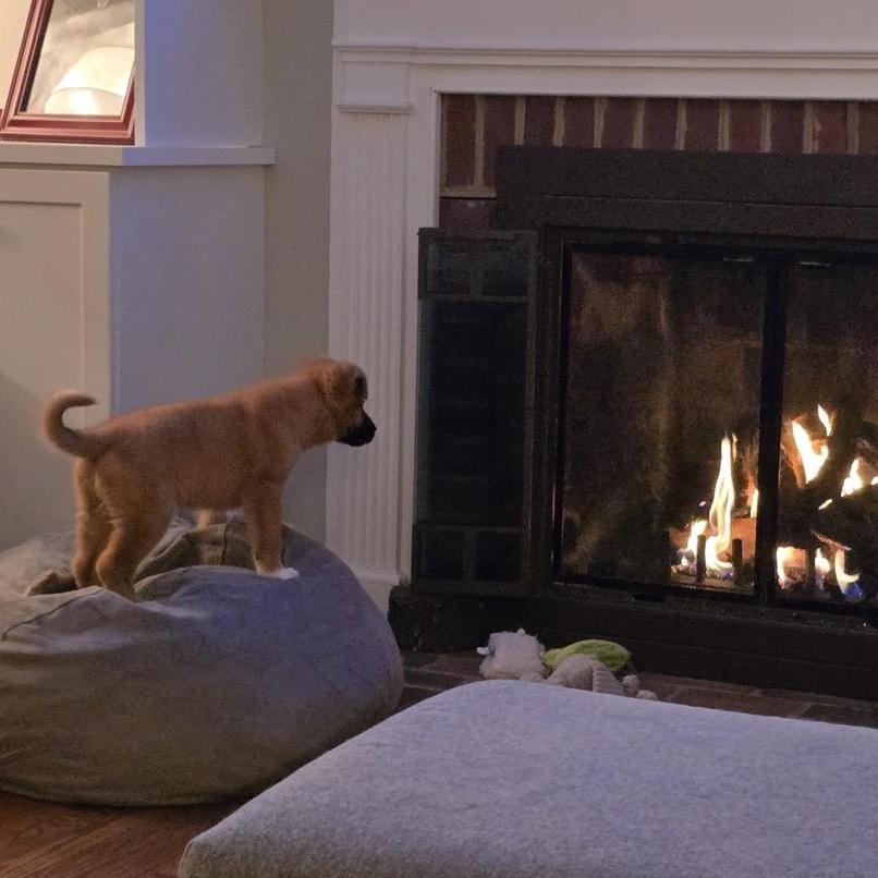 Cute Clementine, an adoption pending mixed breed in Arnold, MD image 5/5