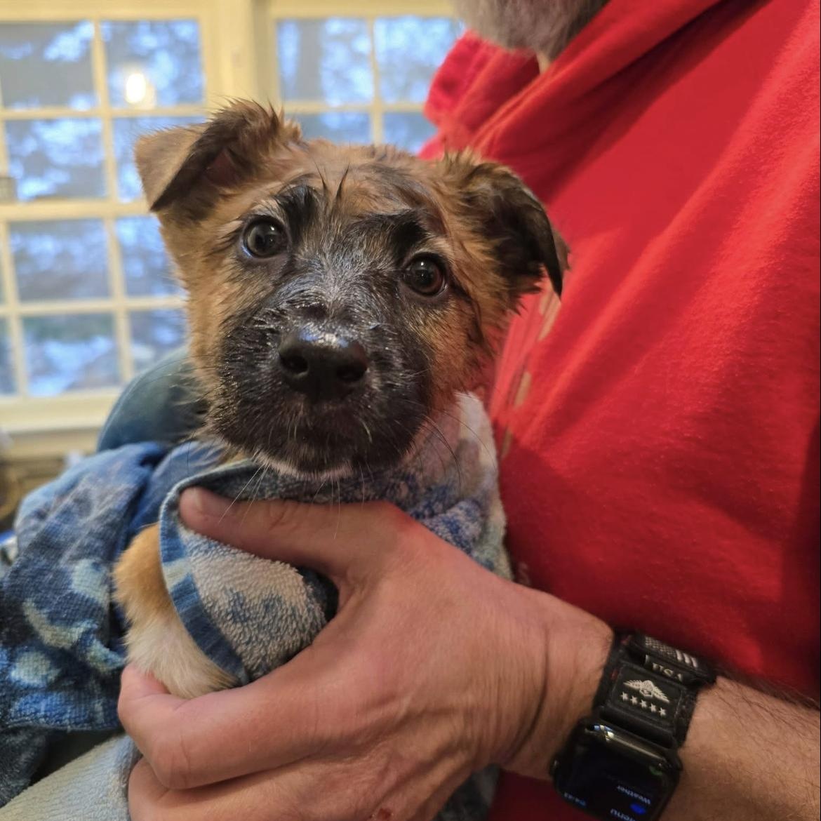 Cute Clementine, an adoption pending mixed breed in Arnold, MD image 3/5