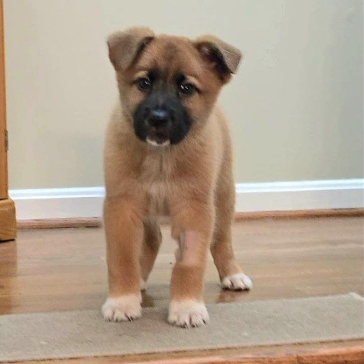 Cute Clementine, an adoption pending mixed breed in Arnold, MD image 4/5