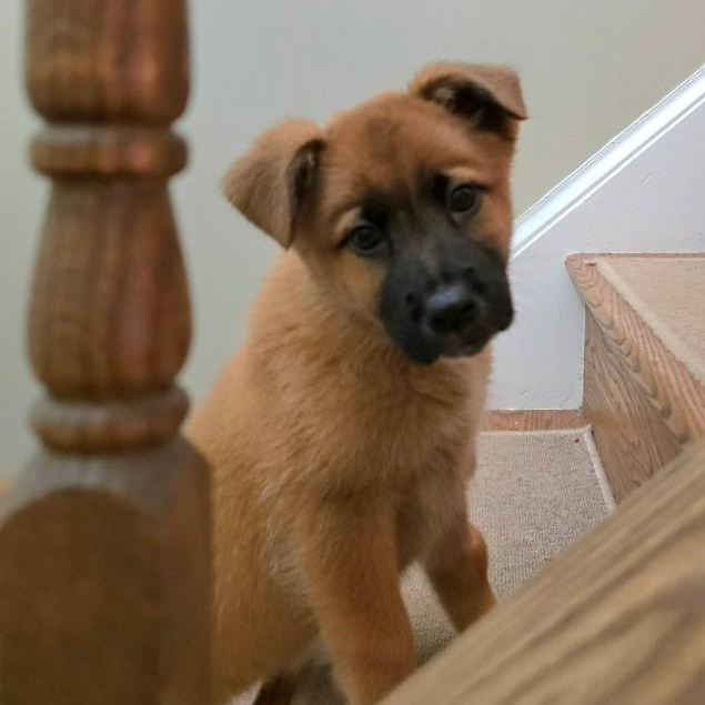 Cute Clementine, an adoption pending mixed breed in Arnold, MD image 1/5