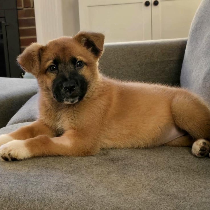 Cute Clementine, an adoption pending mixed breed in Arnold, MD image 2/5