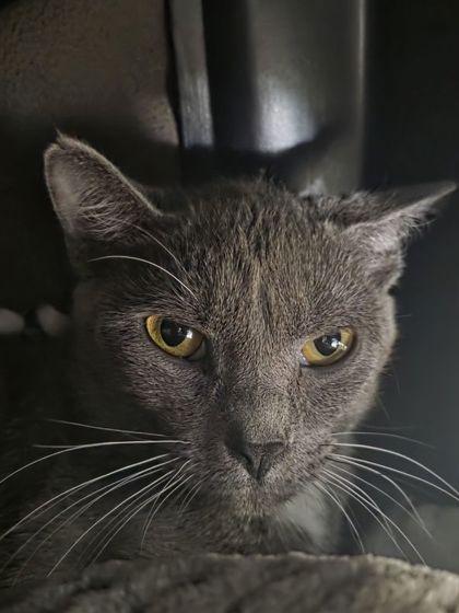 Enlarge Meepy, a Adoptable mixed breed in Shawano, WI image 1/3