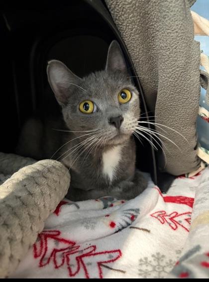 Enlarge Meepy, a Adoptable mixed breed in Shawano, WI image 2/3