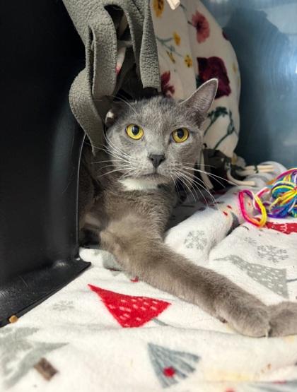 Enlarge Meepy, a Adoptable mixed breed in Shawano, WI image 3/3