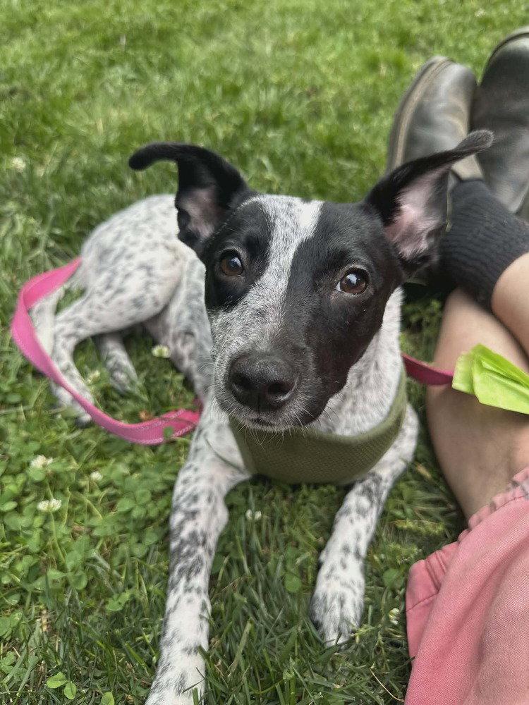 Enlarge Numa, a Adoptable Terrier in Candler, NC image 1/3