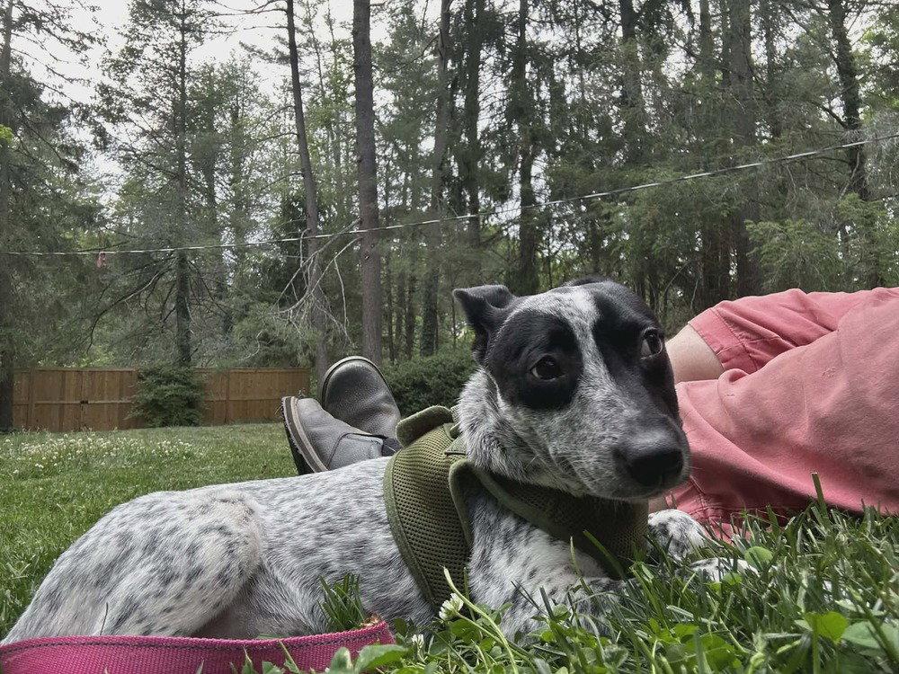 Enlarge Numa, a Adoptable Terrier in Candler, NC image 2/3