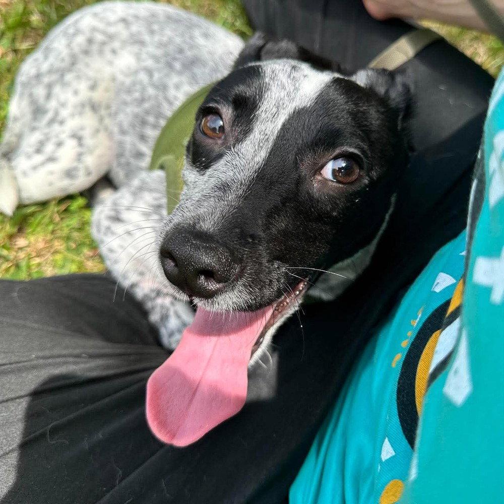 Enlarge Numa, a Adoptable Terrier in Candler, NC image 3/3