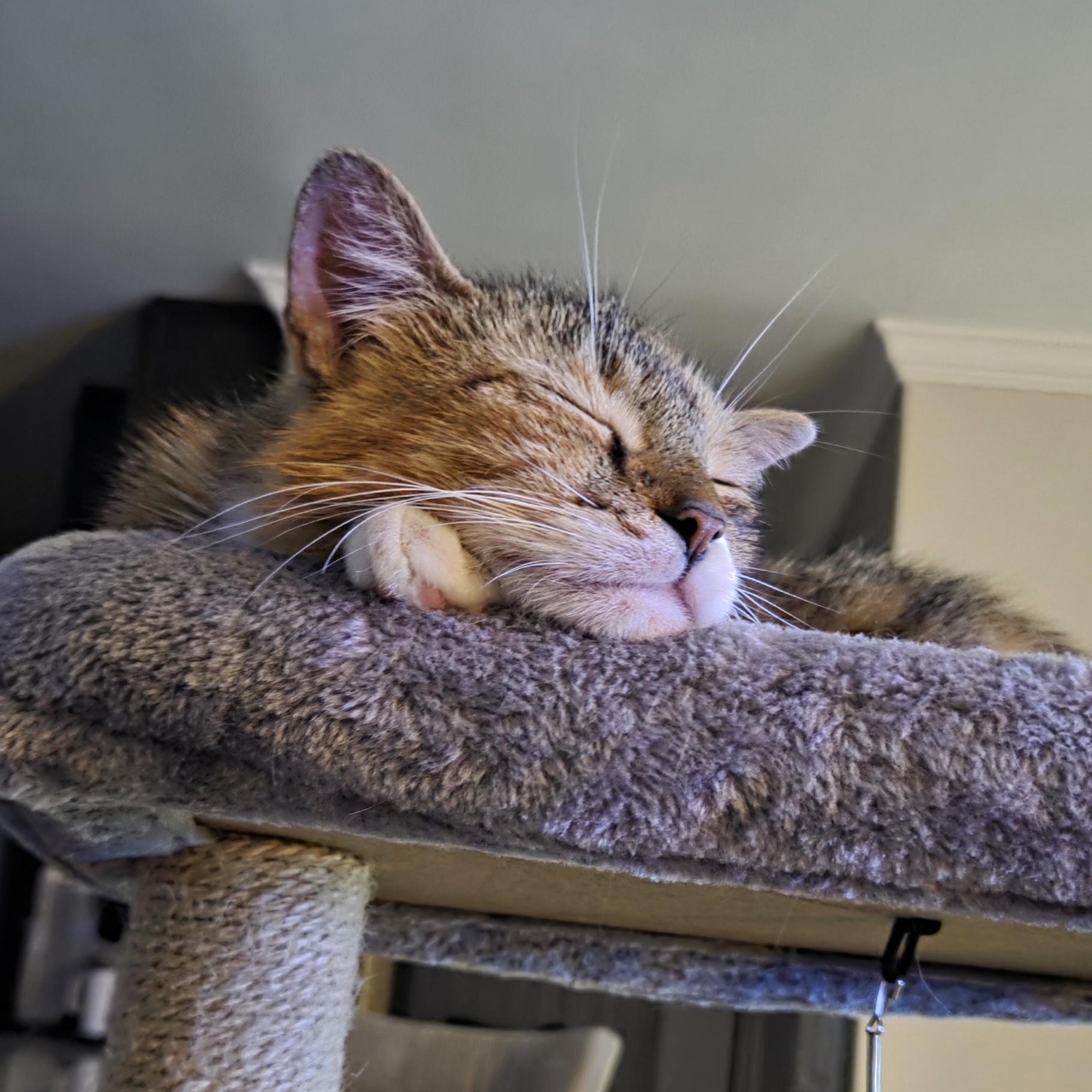 Enlarge Jailene, a ADOPTABLE mixed breed in Chicago, IL image 2/6