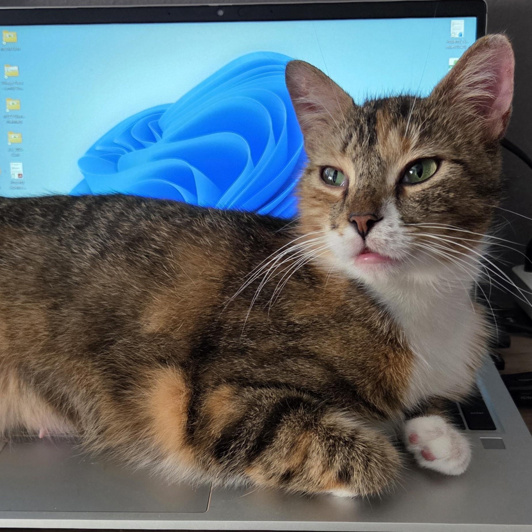 Jailene, ADOPTABLE, Young Female Domestic Short Hair.