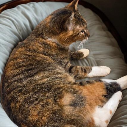 Enlarge Jailene, a ADOPTABLE mixed breed in Chicago, IL image 2/3