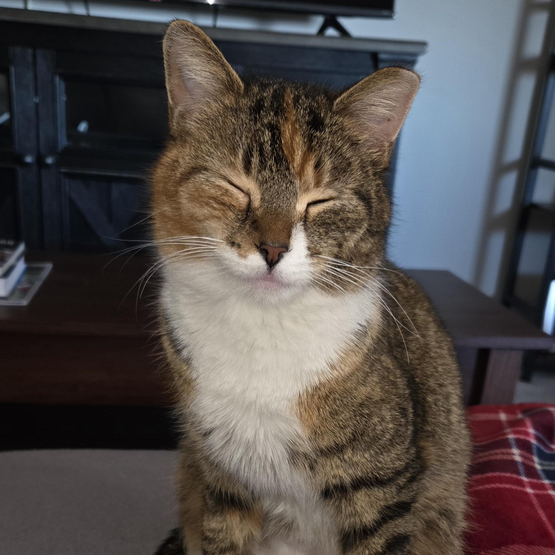 Enlarge Jailene, a ADOPTABLE mixed breed in Chicago, IL image 1/3