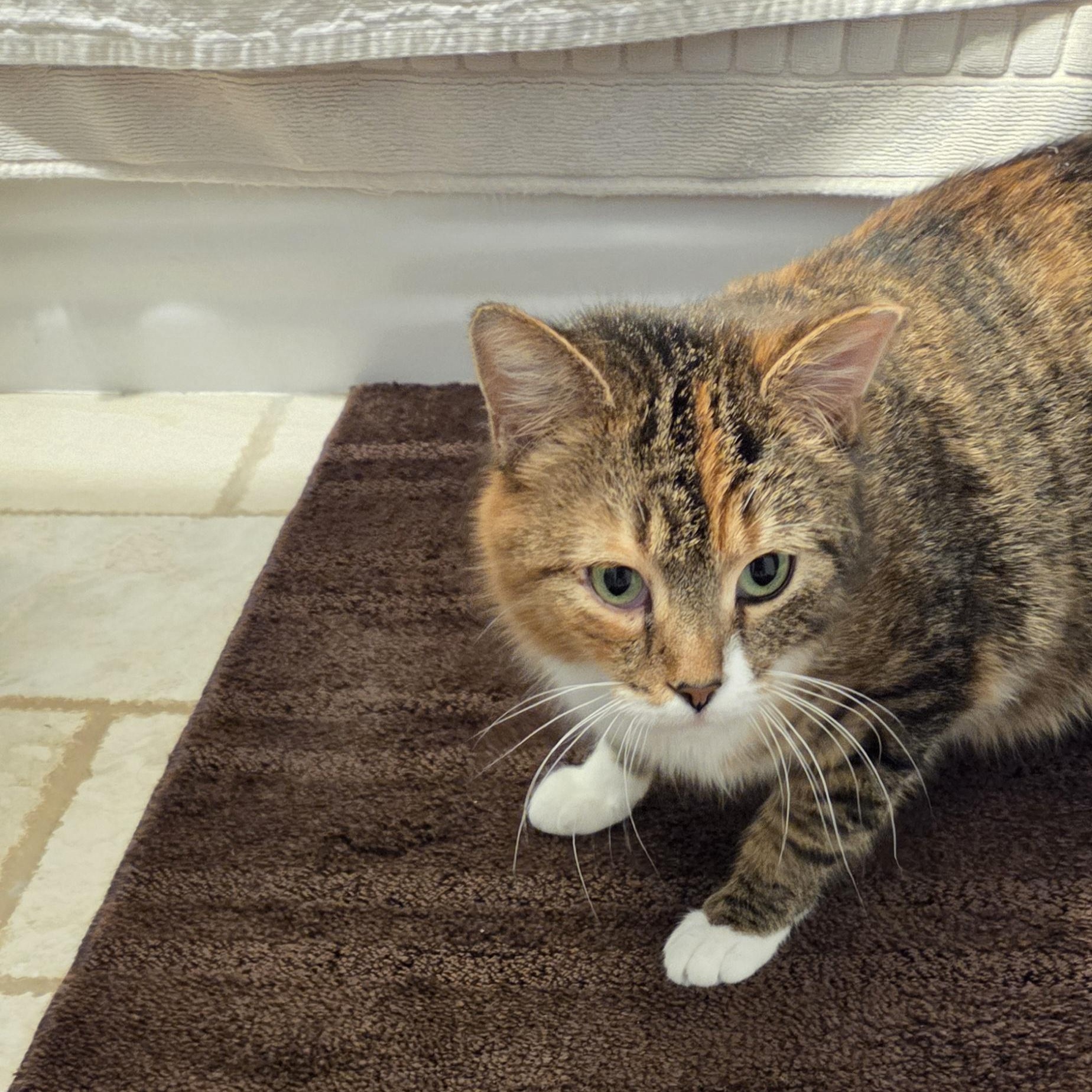 Enlarge Jailene, a ADOPTABLE mixed breed in Chicago, IL image 3/3