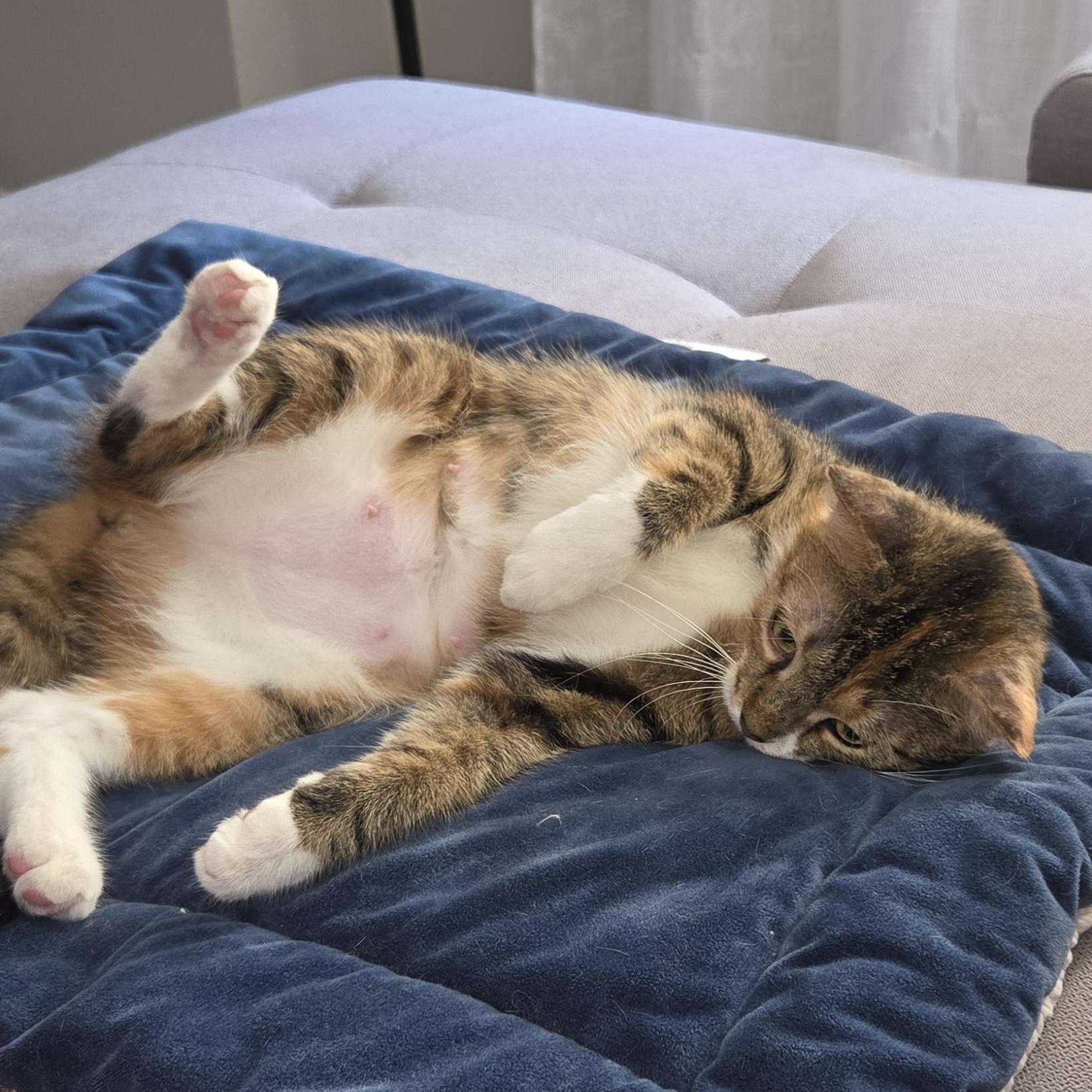 Enlarge Jailene, a ADOPTABLE mixed breed in Chicago, IL image 5/6