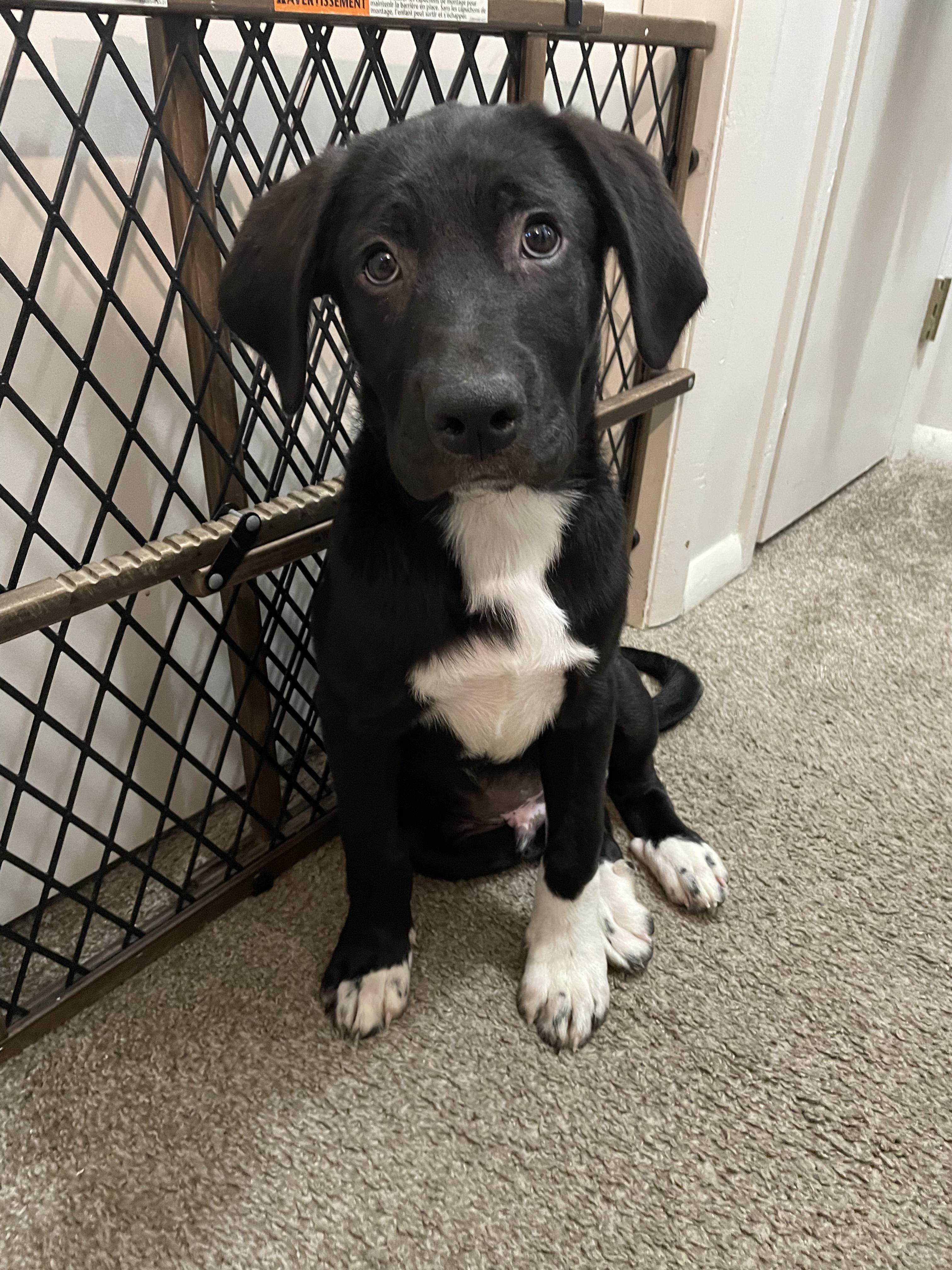 Johnny, adopted, Puppy Male Labrador Retriever & Great Pyrenees.