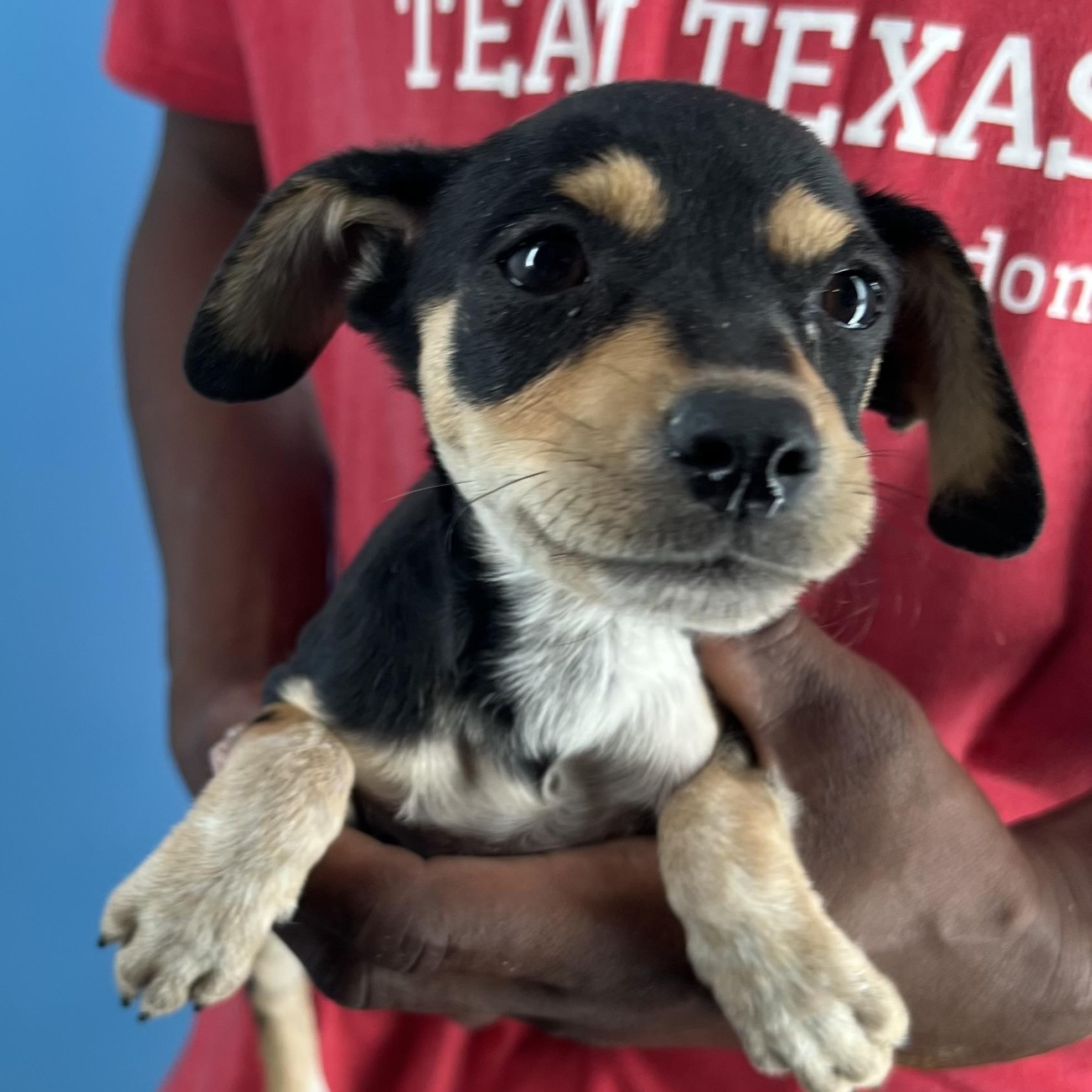 Tootsie  Local Oct thumbnail 2