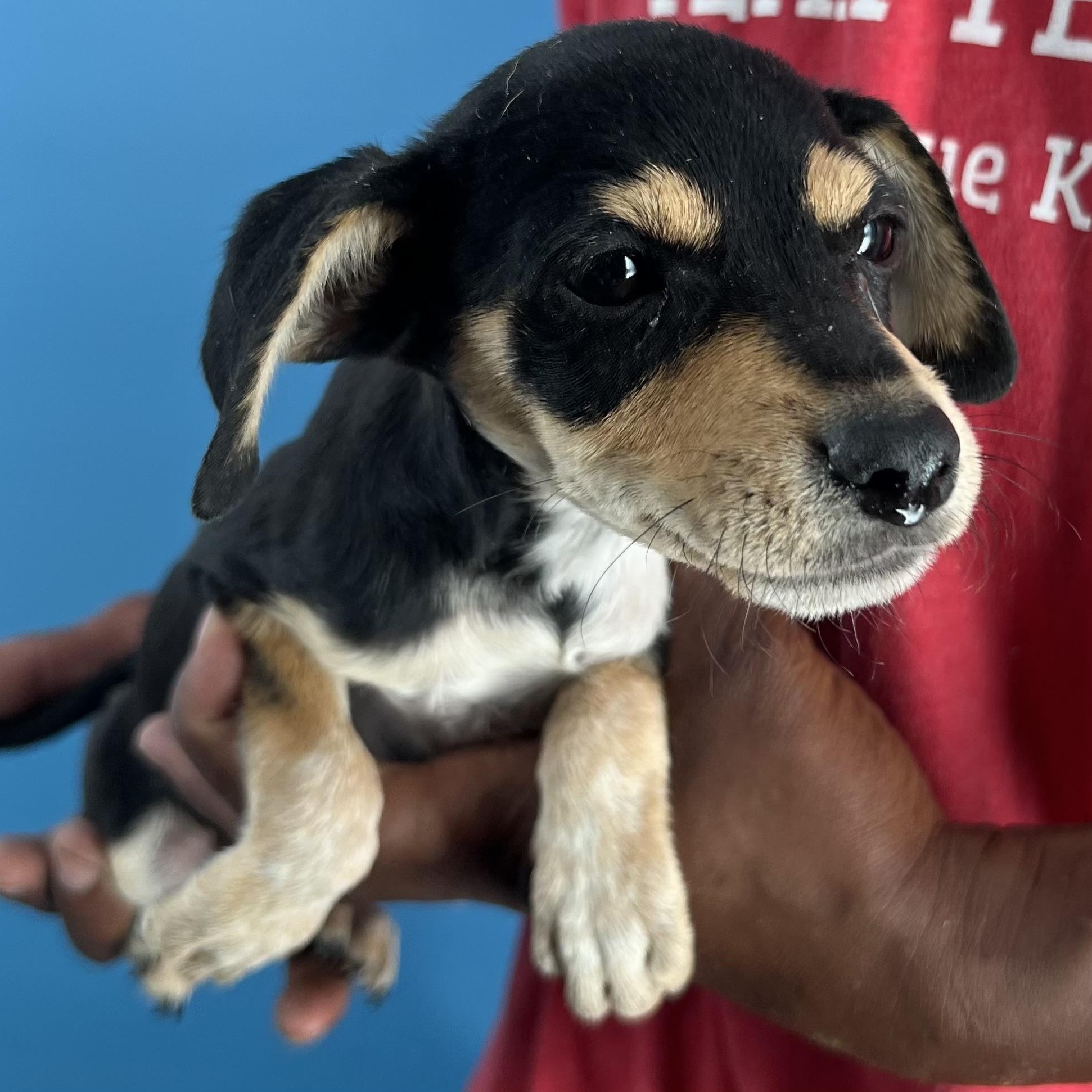 Tootsie  Local Oct thumbnail 3