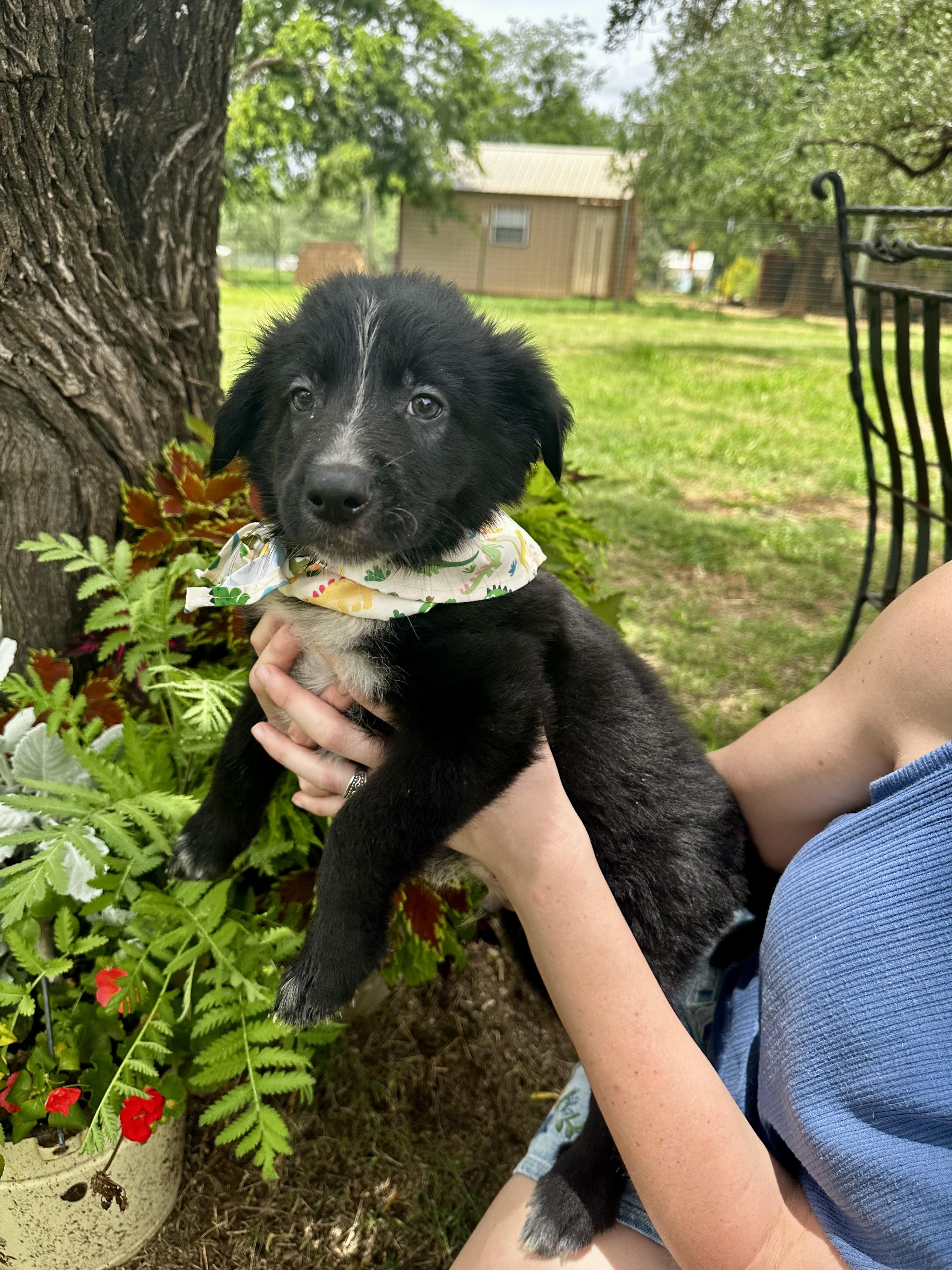 Chewy, an adopted mixed breed in Seguin, TX image 3/5