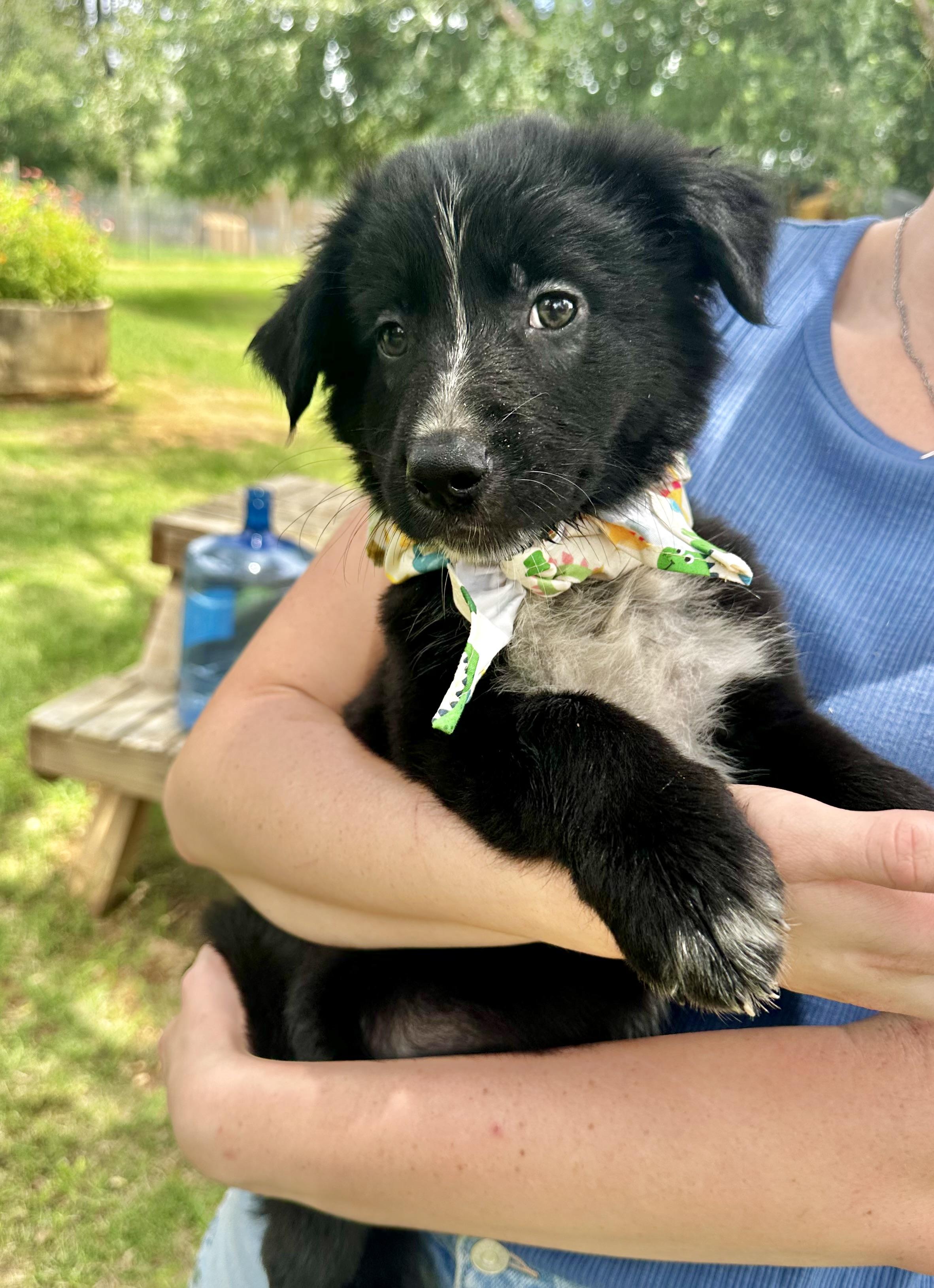 Chewy, adopted, Young Male Schnauzer & Black Labrador Retriever.