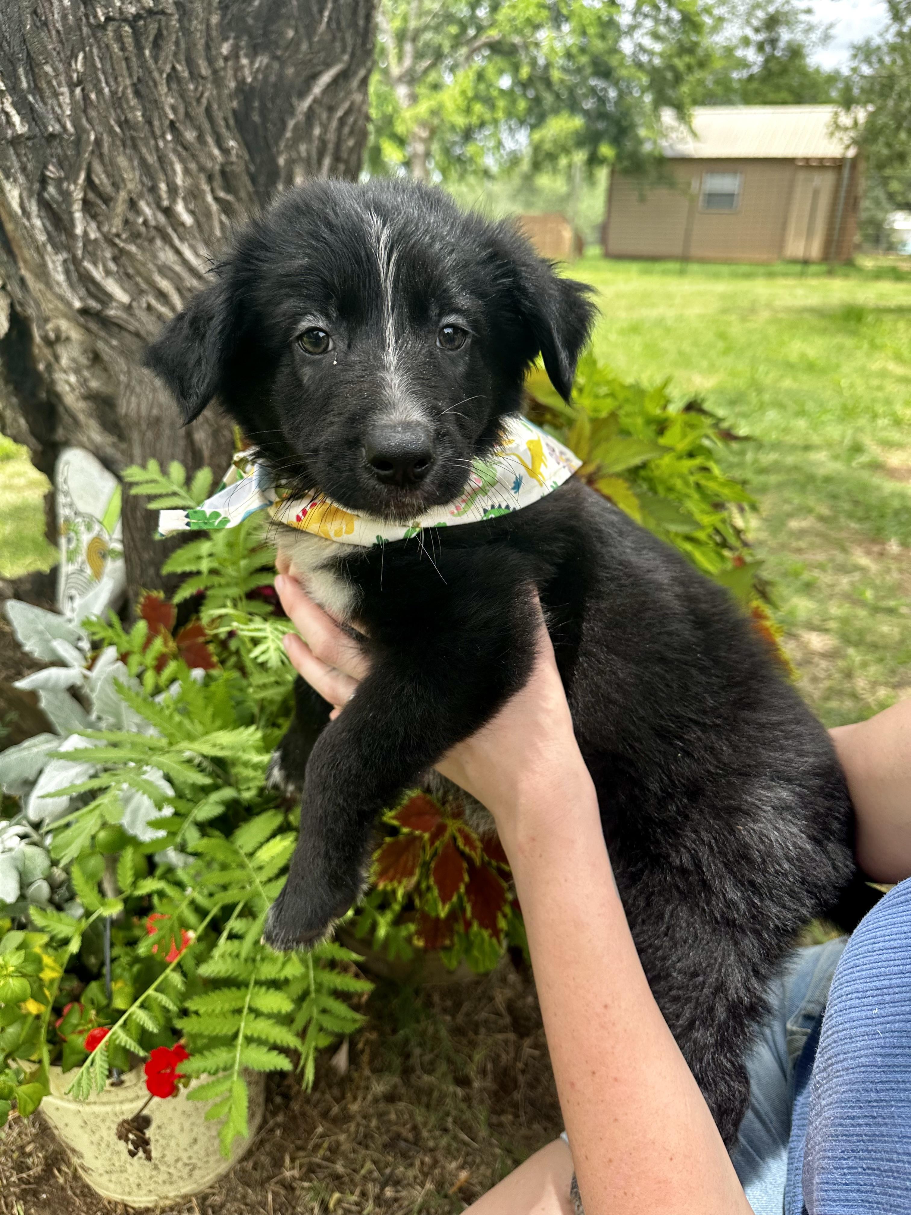 Chewy, an adopted mixed breed in Seguin, TX image 2/5