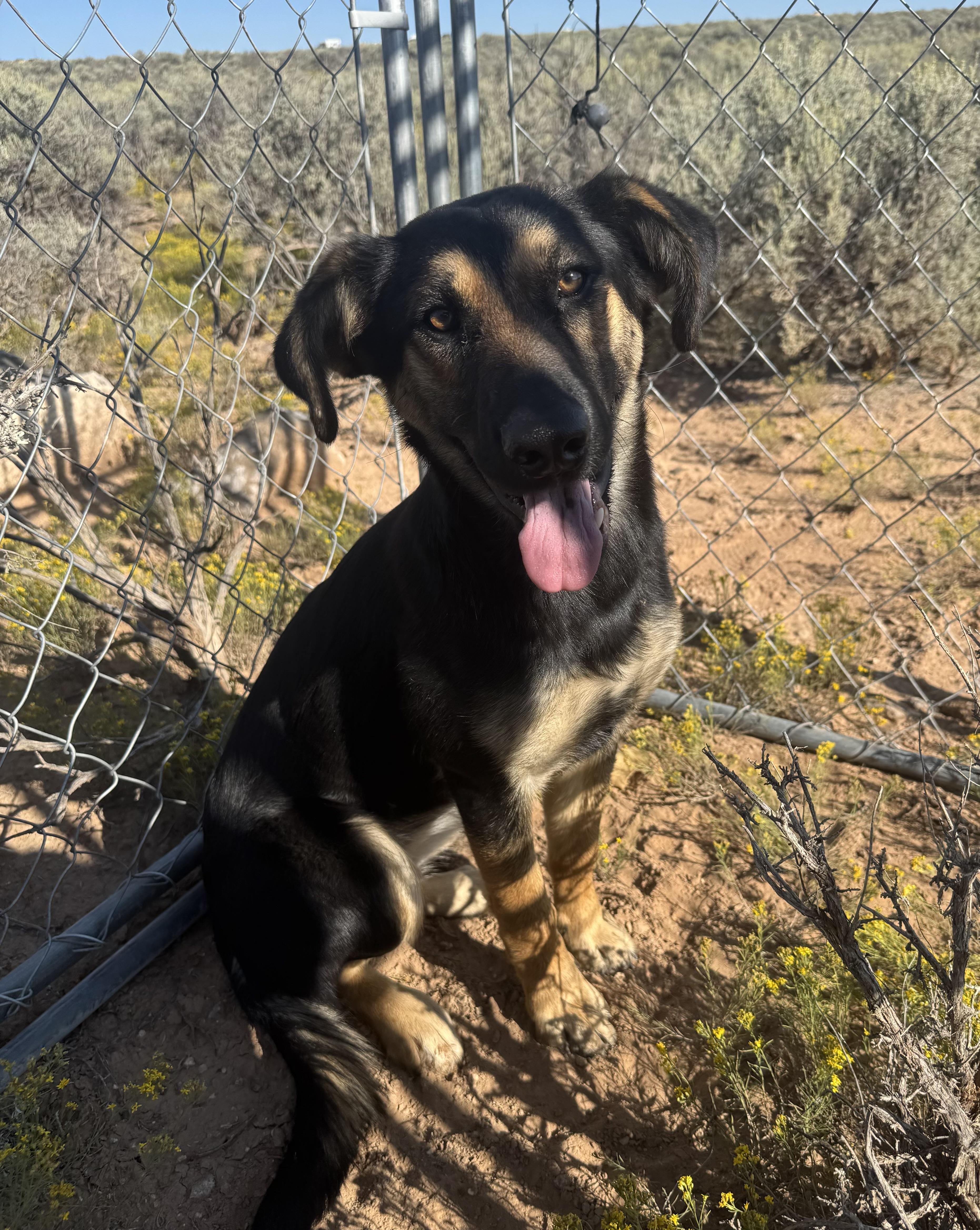 Enlarge Libby, a Adoptable mixed breed in Carson, NM image 1/4