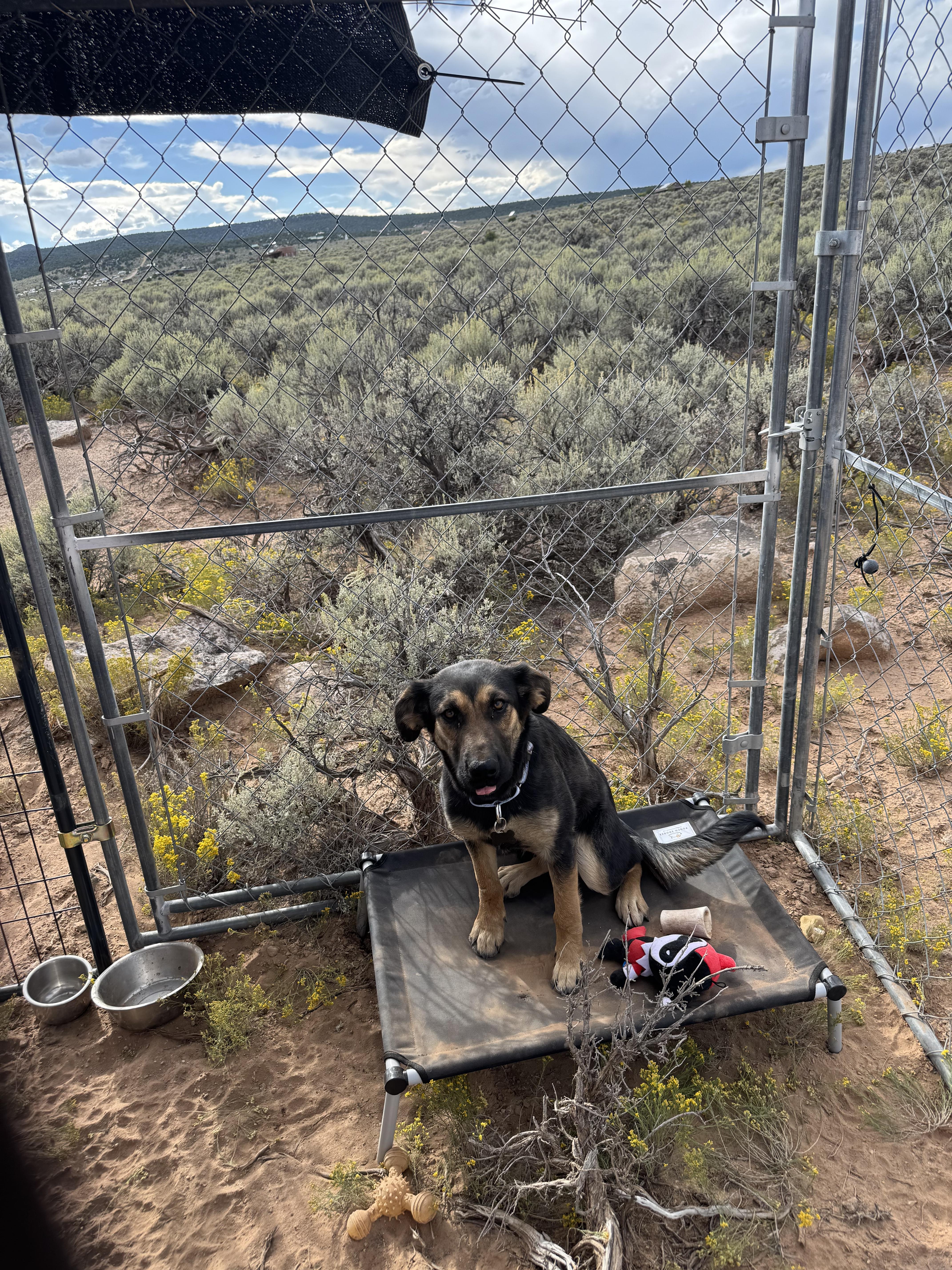 Libby, Adoptable, Young Female German Shepherd Dog.
