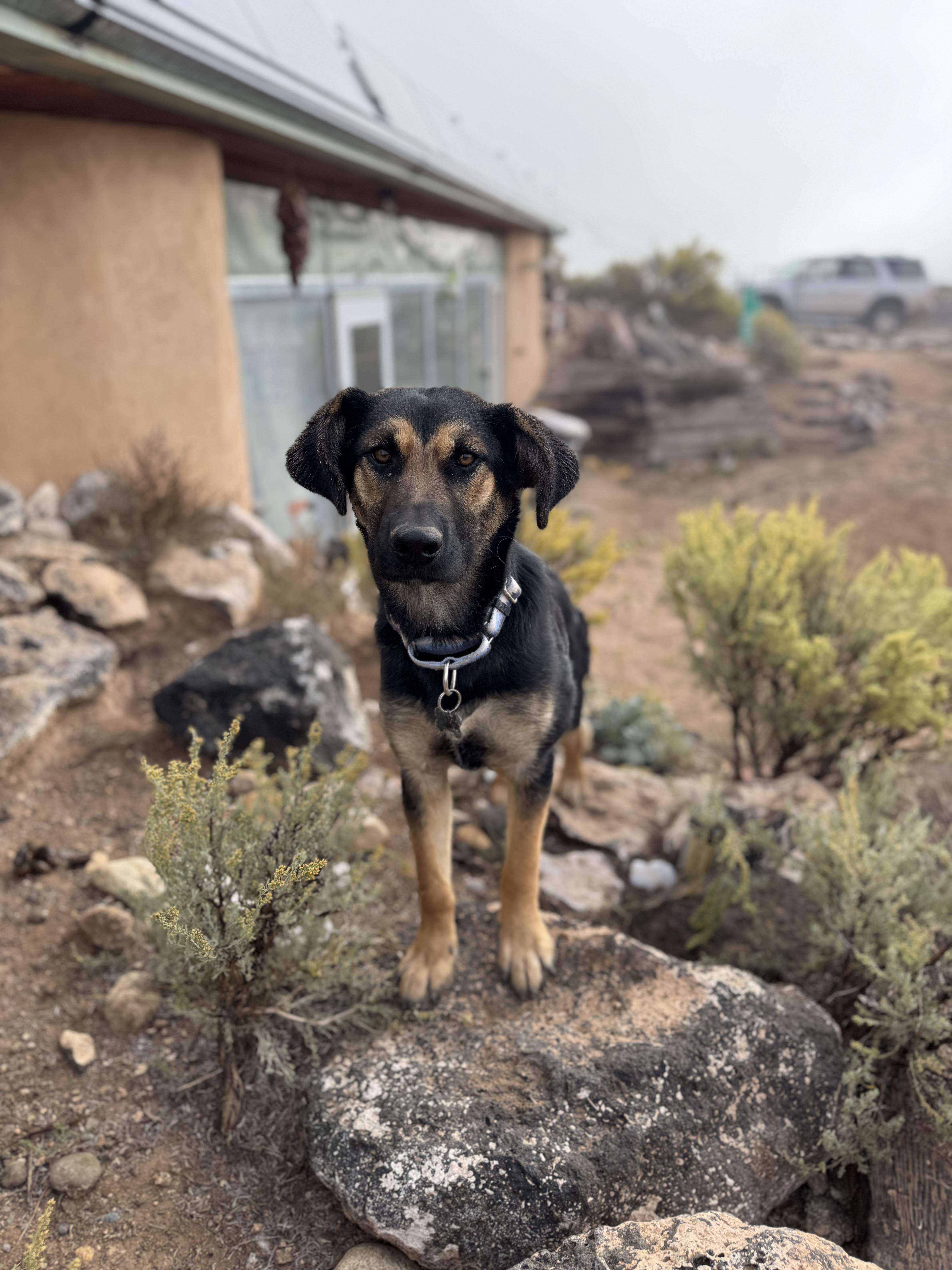Enlarge Libby, a Adoptable mixed breed in Carson, NM image 4/4