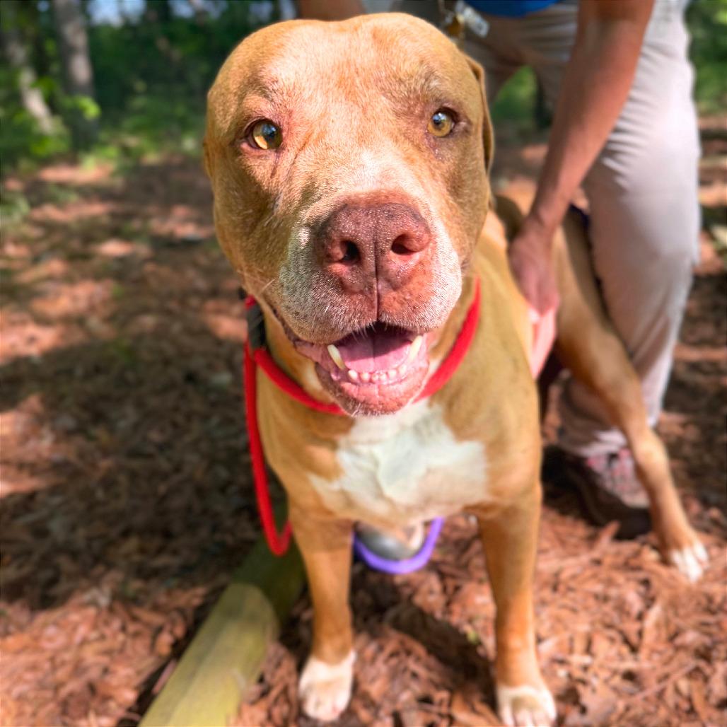 Enlarge Champ, a Adoptable Mixed Breed in Chattanooga, TN image 3/6