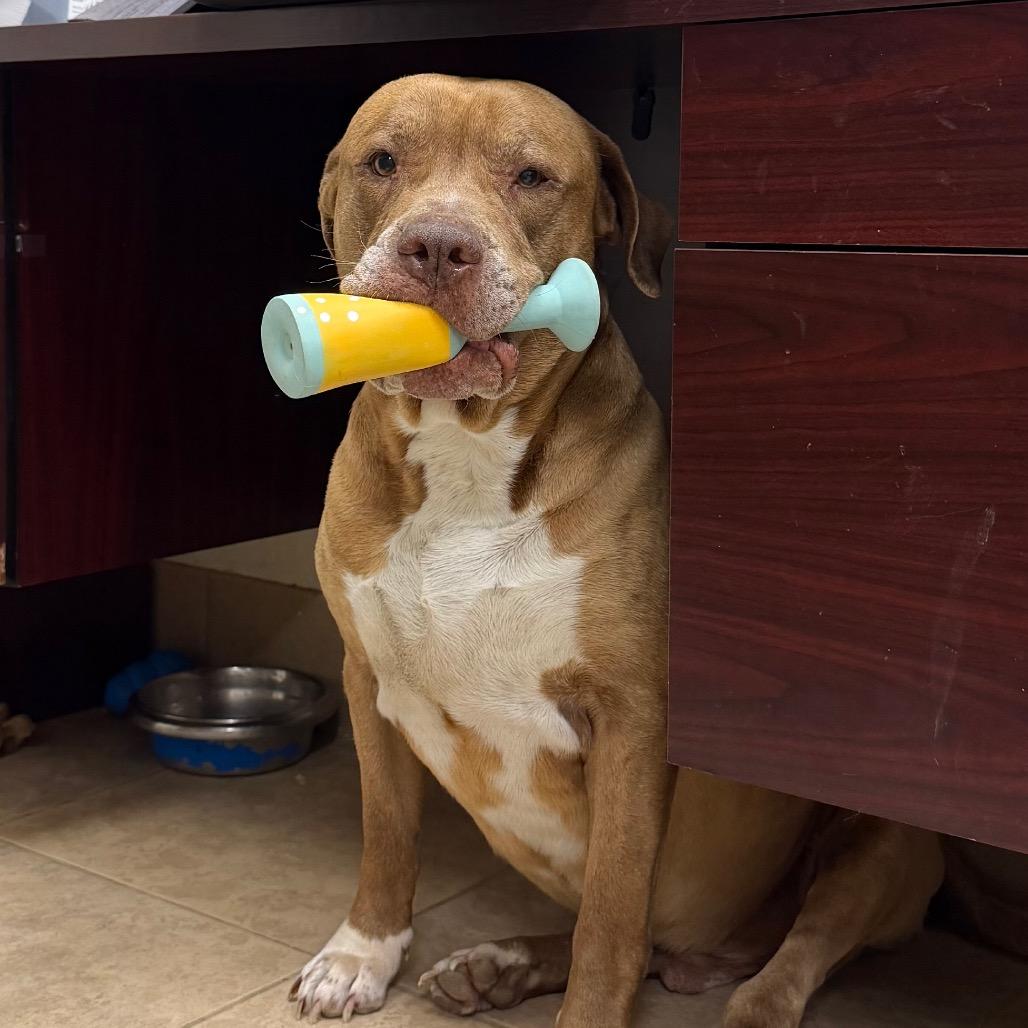 Enlarge Champ, a Adoptable Mixed Breed in Chattanooga, TN image 4/6