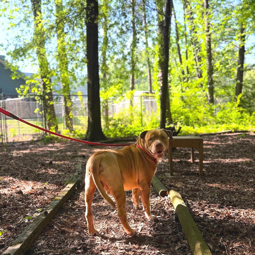 Enlarge Champ, a Adoptable Mixed Breed in Chattanooga, TN image 5/6