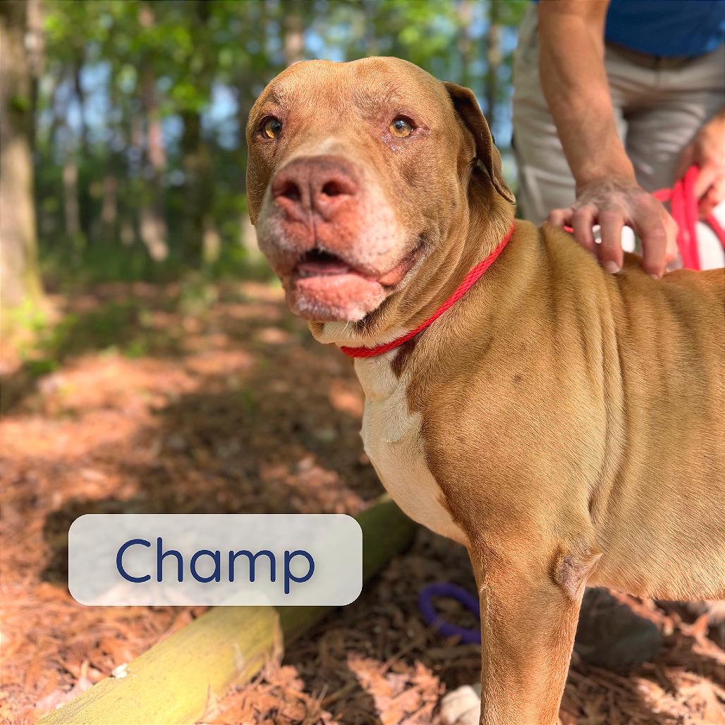 Enlarge Champ, a Adoptable Mixed Breed in Chattanooga, TN image 6/6