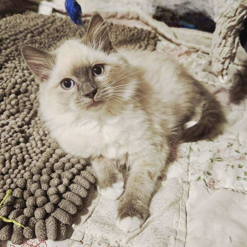 Gordita, Adoptable, Kitten Female Domestic Long Hair & Snowshoe.