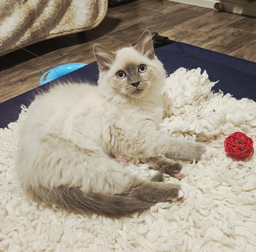 Enlarge Gordita, a Adoptable mixed breed in tucson, AZ image 2/2