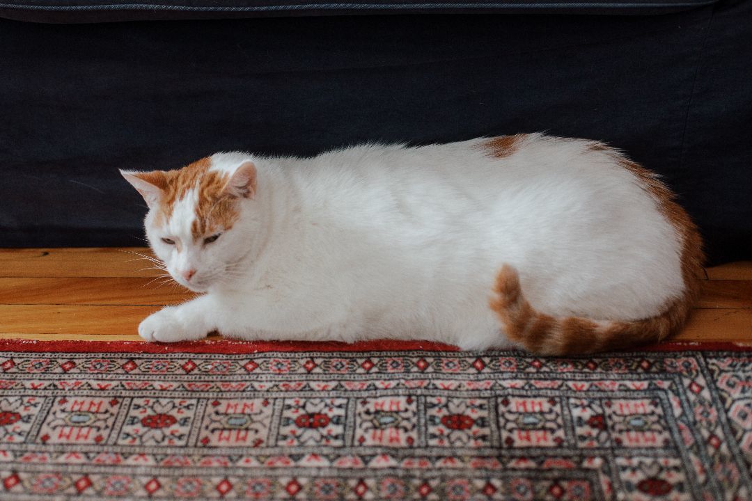 Louffie, Adopted, Adult Male Domestic Short Hair.