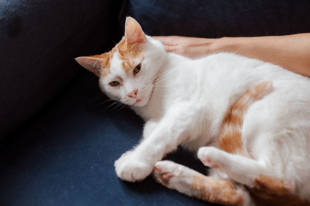 Enlarge Louffie, a Adopted Domestic Short Hair in Montreal, QC image 2/6