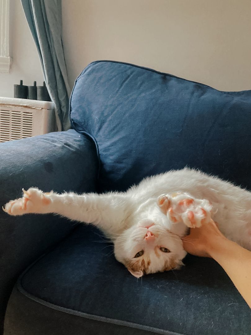 Enlarge Louffie, a Adopted Domestic Short Hair in Montreal, QC image 3/6