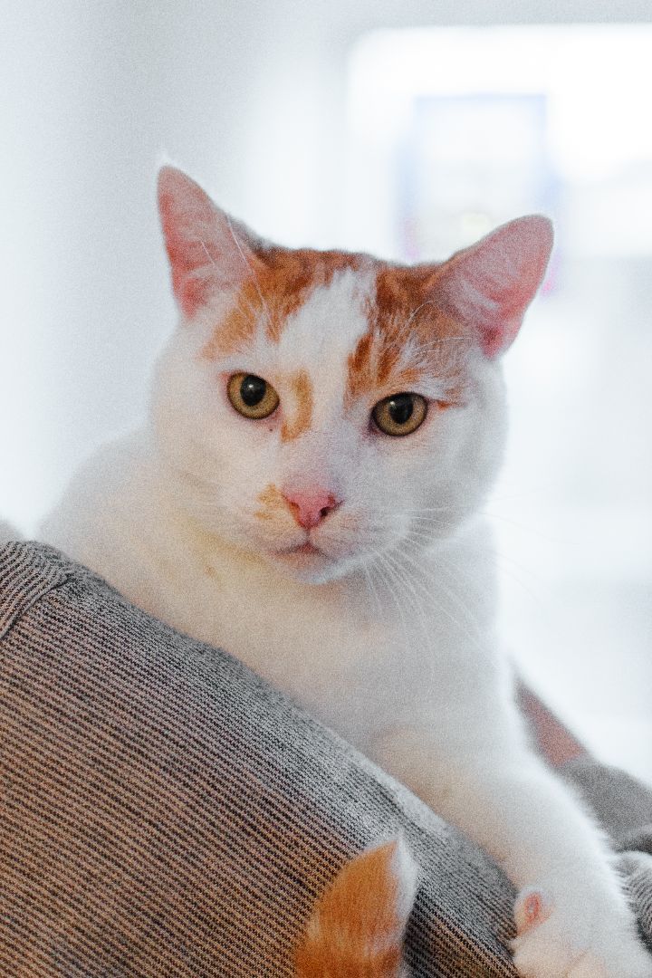 Enlarge Louffie, a Adopted Domestic Short Hair in Montreal, QC image 4/6