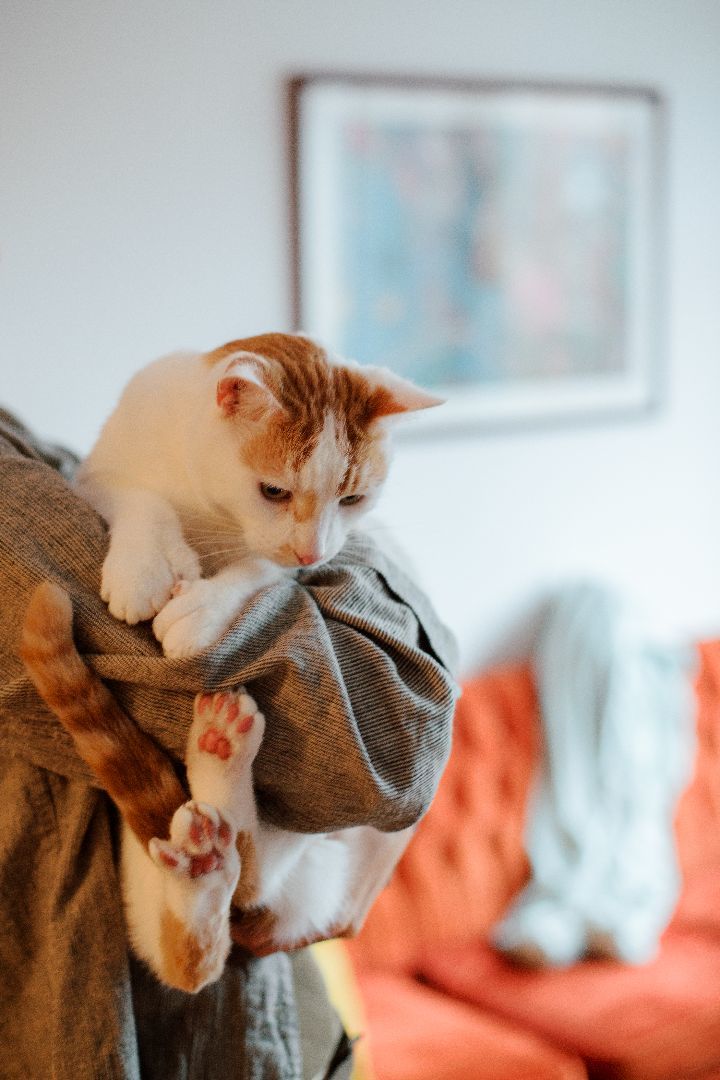 Enlarge Louffie, a Adopted Domestic Short Hair in Montreal, QC image 5/6