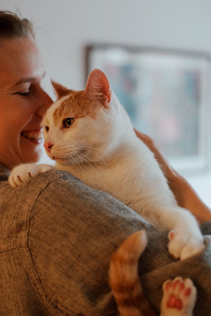 Enlarge Louffie, a Adopted Domestic Short Hair in Montreal, QC image 6/6