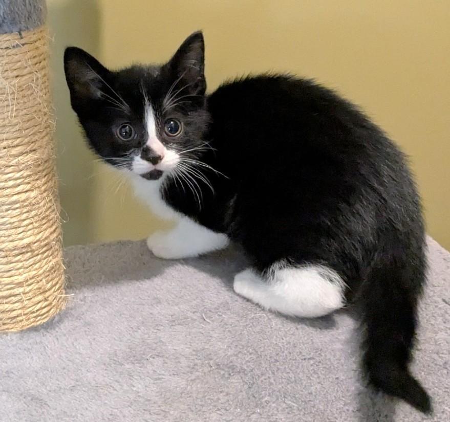Oreo, an adopted Tuxedo in Stoney Creek, ON image 4/5