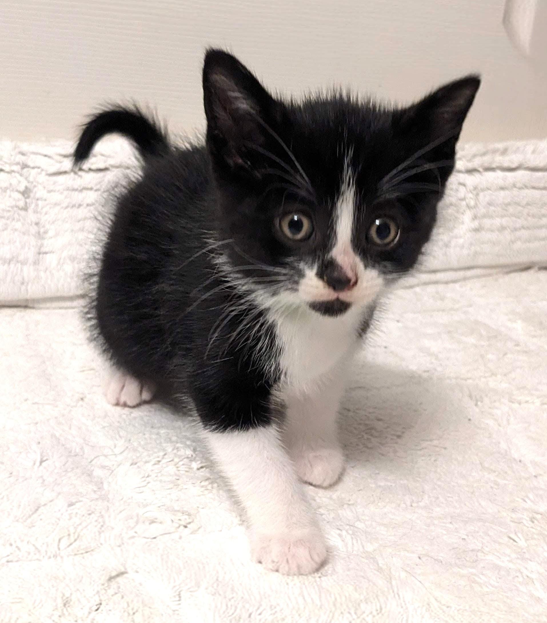 Oreo, an adopted Tuxedo in Stoney Creek, ON image 3/5