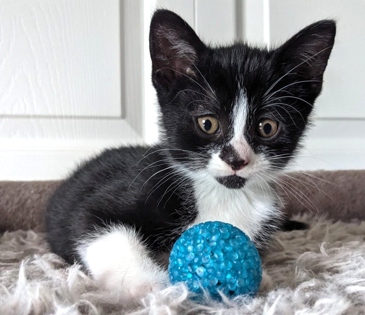 Oreo, adopted, Kitten Female Tuxedo.