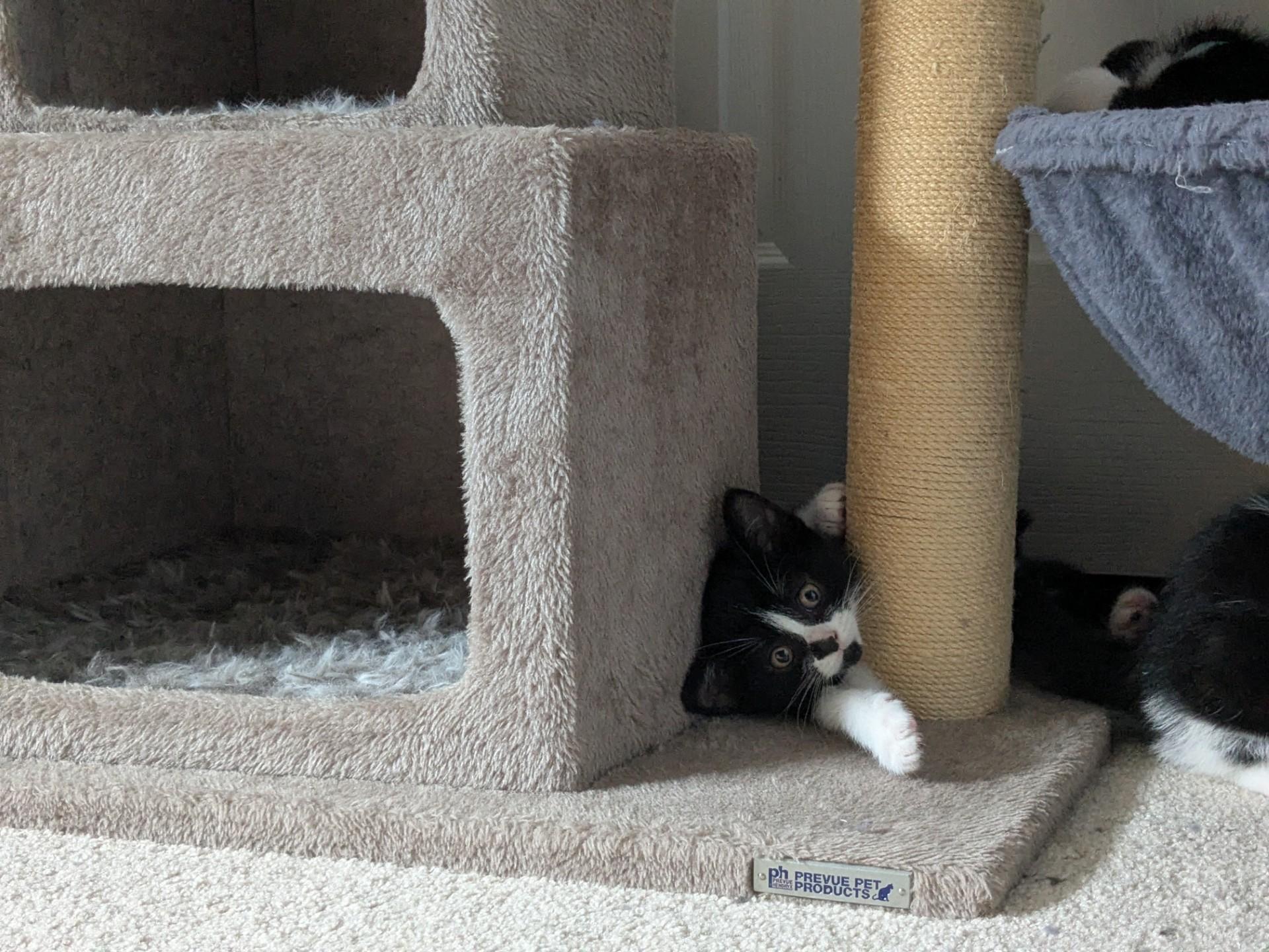 Oreo, an adopted Tuxedo in Stoney Creek, ON image 5/5