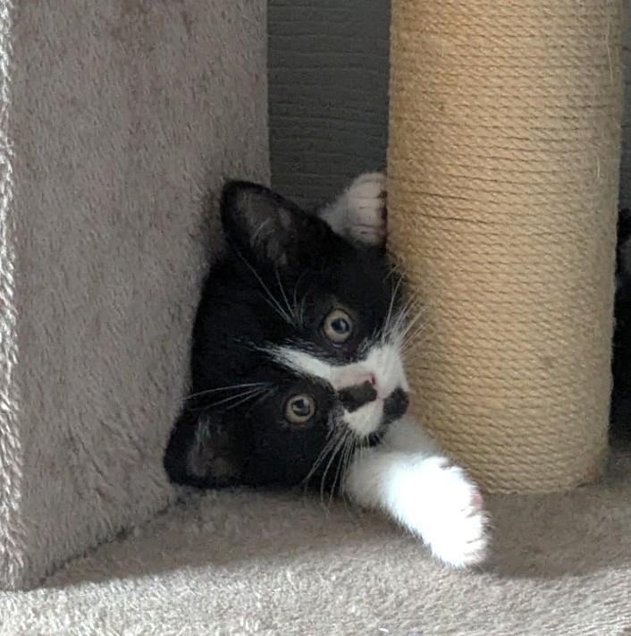 Oreo, an adopted Tuxedo in Stoney Creek, ON image 2/5
