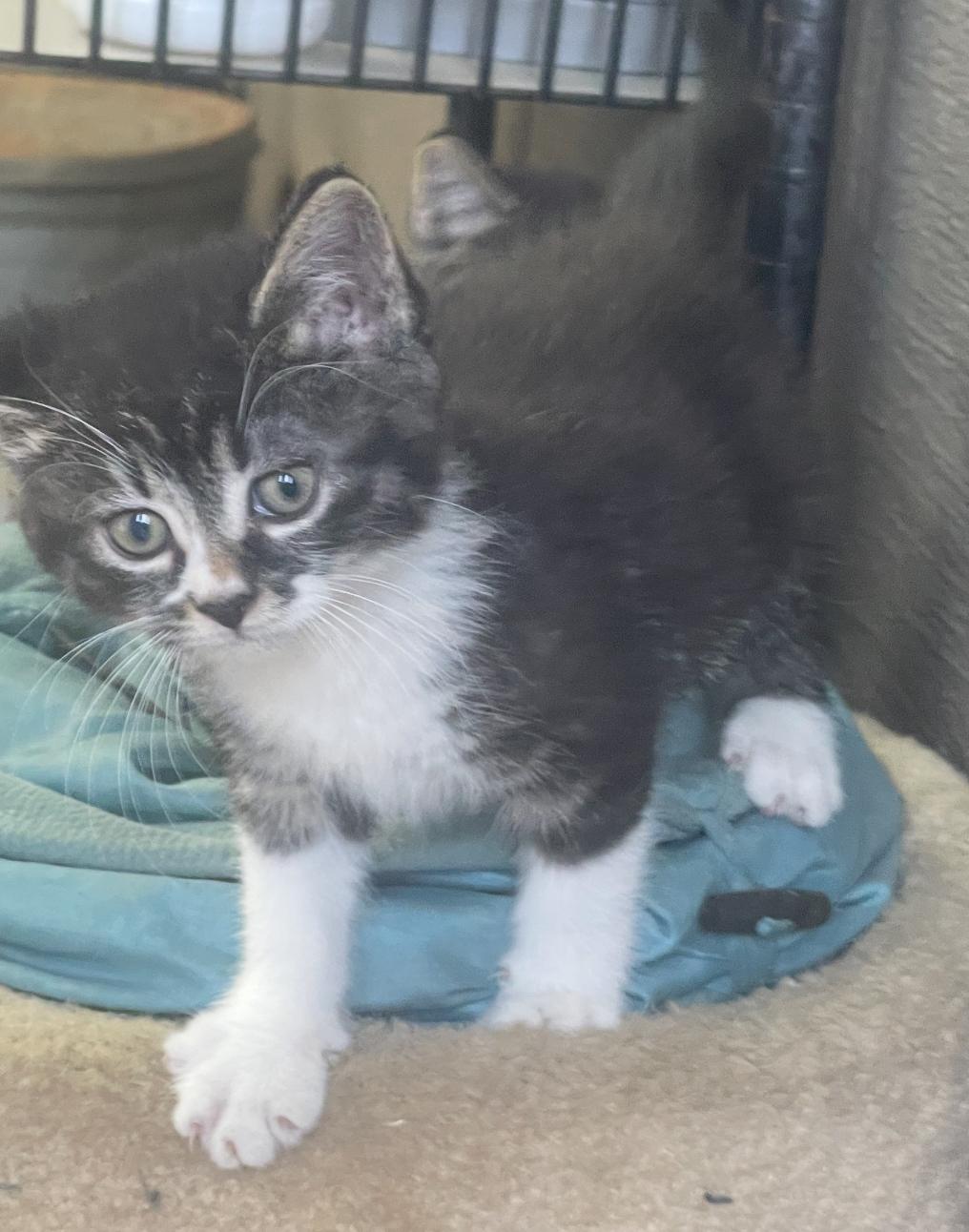 Ginny, ADOPTABLE, Kitten Female Domestic Medium Hair.