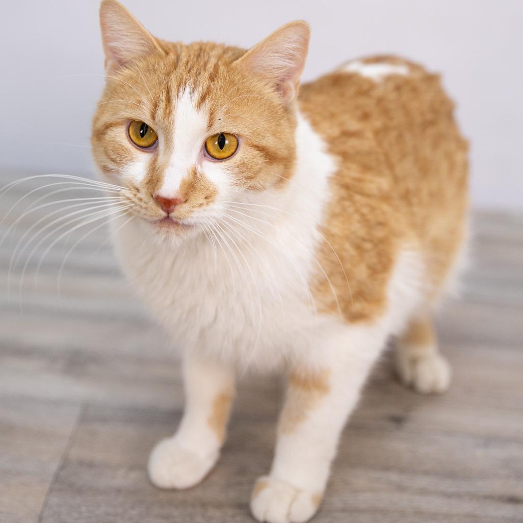 Saltine Cracker, Adoptable, Adult Male Domestic Short Hair.