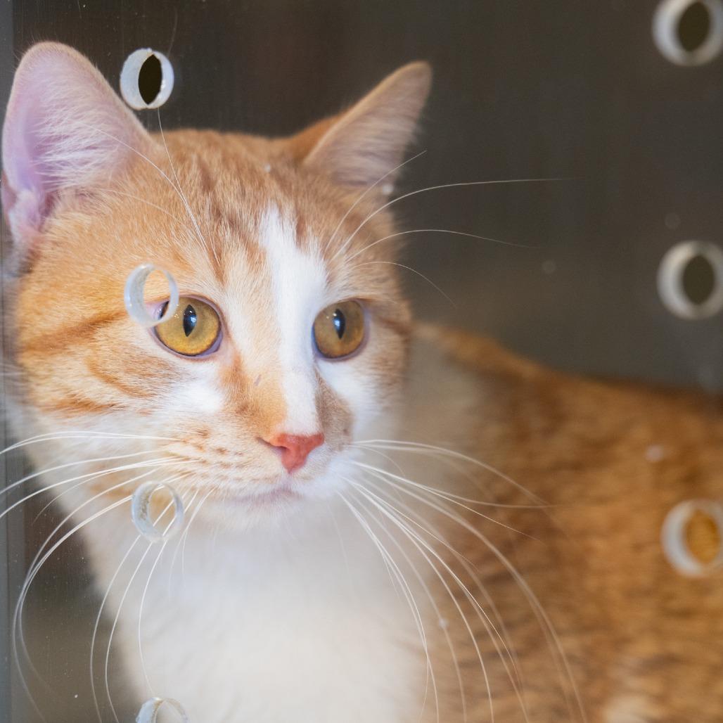 Saltine Cracker, a Adoptable Domestic Short Hair in St. Paul, MN image 2/4