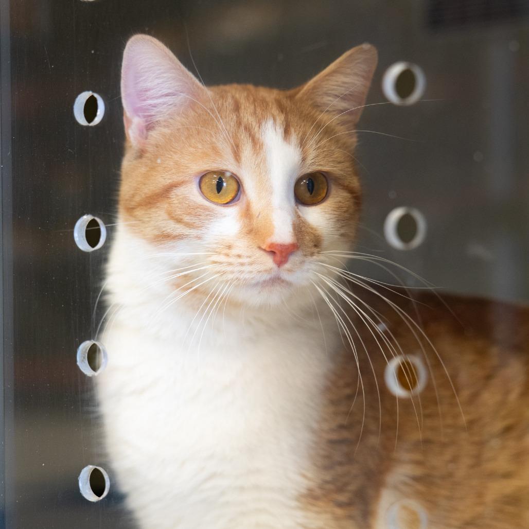 Saltine Cracker, a Adoptable Domestic Short Hair in St. Paul, MN image 3/4