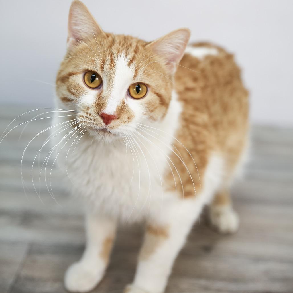 Saltine Cracker, a Adoptable Domestic Short Hair in St. Paul, MN image 4/4