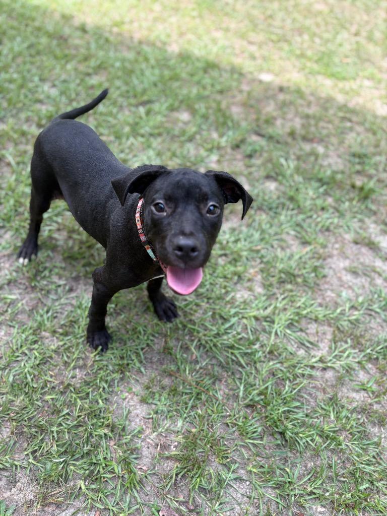 Lois Lane🦸🏻‍♀️, Adoptable, Young Female Terrier.